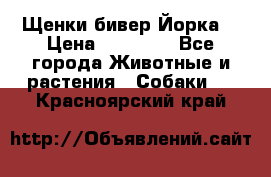 Щенки бивер Йорка  › Цена ­ 30 000 - Все города Животные и растения » Собаки   . Красноярский край